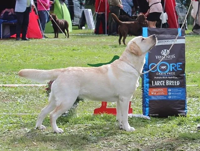 Stormer´s Maxie Star Hasmark 2018