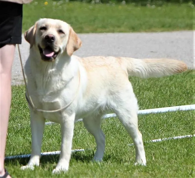 Stormer´s Maxie Star